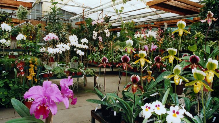 Foto Orchideenzentrum Wichmann